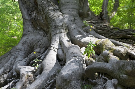Huge tree roots on the ground with sunny and shady areasの写真素材