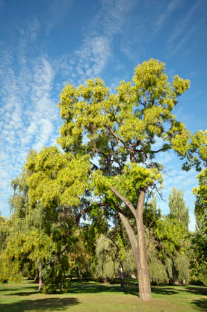 Sunny colorful autumn tree in the park with blue sky, green grass and some shade