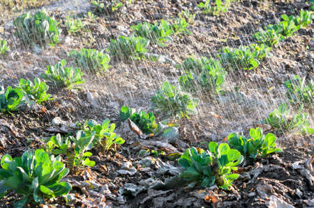Watering cabbage seedling field detail by sunsetの写真素材