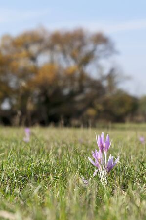 Sunny autumn crocus  meadow saffron, naked lady  macro on the meadowの写真素材