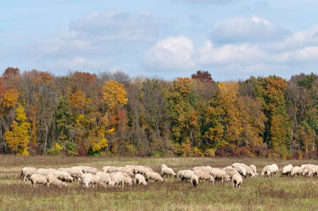 Sunny meadow with sheep and autumn color treesの写真素材
