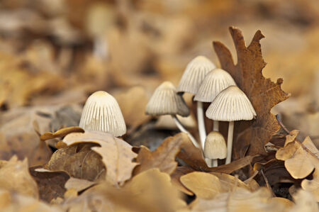 Small mushroom with brown leaves in moorland