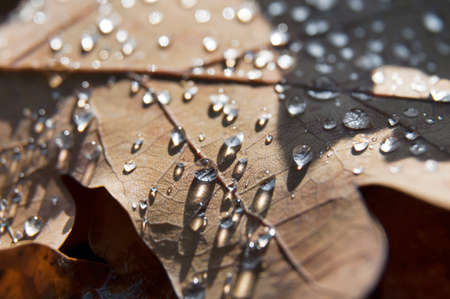 Water drops on brown leaf with back litの写真素材