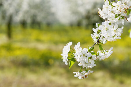 Flowering sour cherry orchard with lots of white flowersの写真素材