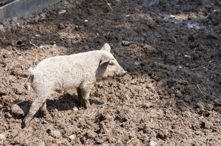 Young pig in mud at sunny farmyard