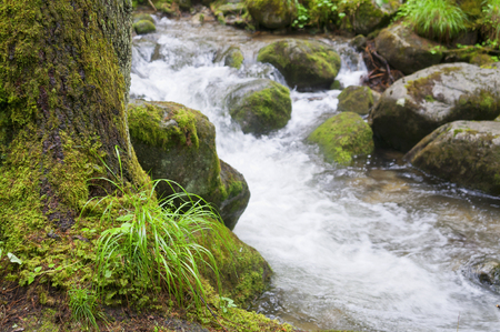 Mountain creek with rocks and small grass in the frontの写真素材