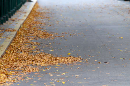 Autumn city detail with some yellow leaves and grey roadの写真素材