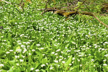 Sunny spring day many wild garlic flowers and leaves over moorland with dead tree trunk (also known...