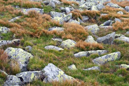 Small rocks and grass details at high mountainsの写真素材