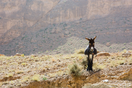 Donkey standing in rocky Atlas mountain Morocco, Africaの写真素材
