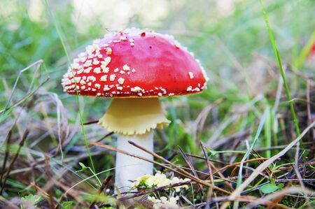 Red fly agaric mushroom with blurred background in moorland