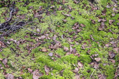 Moorland with leaves and moss at Tyresta nationalpark, Swedenの写真素材