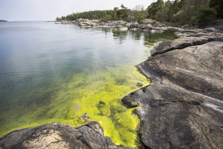 Rocky beach with moss in the sea bay in Swedenの写真素材