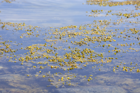 Dense algae plants near the beach in clear, transparent waterの写真素材
