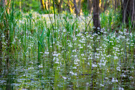 Swamp forest Protected Landscape Area of Ocsa with flowers, trees and pond Hungary