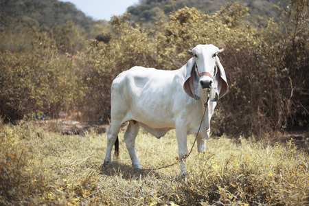 White cow eating grass on a chain in Thailand