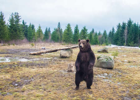 Close up big brown bear in forestの写真素材