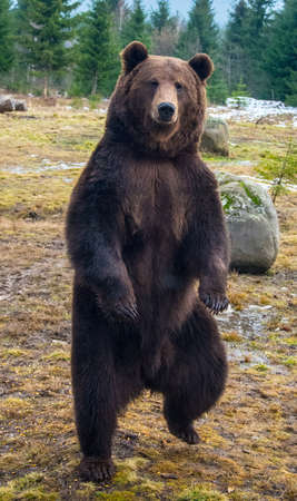 Close up big brown bear in forestの写真素材