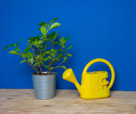 Watering yellow can and green plants with color  backgroundの写真素材