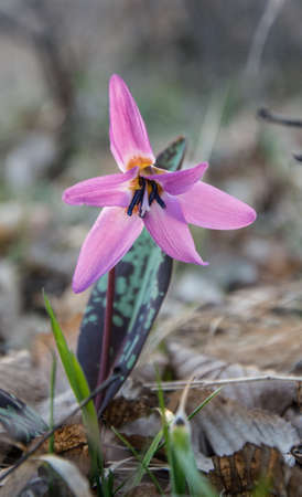 Close up spring printemps flowersの写真素材