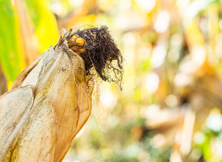 Corn plants in the natural environment in the field .corn fieldの写真素材