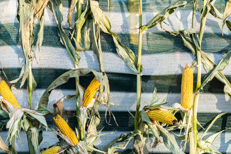 Corn plants in the natural environment in the field .corn field