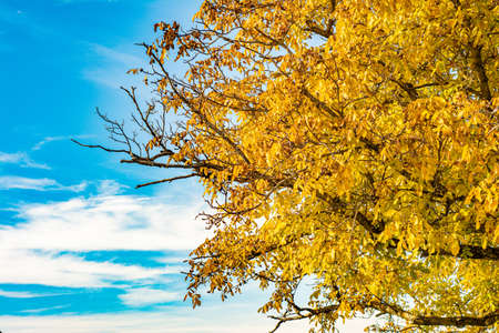 Golden yellow autumn leaves of birch on a background of blue sky. Natural pattern, texture, background. Autumn, seasons.の写真素材