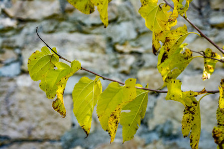 Autumn yellow leaves weigh on the branches of a young apricot tree.