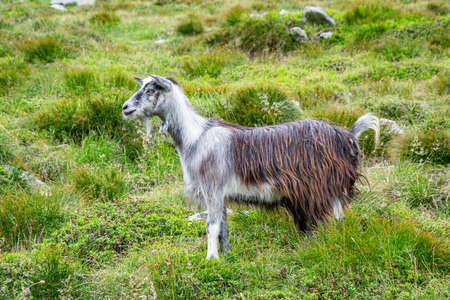 Cute young  goat eats grass in a village meadow. Summer or spring.の写真素材