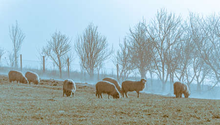 Sheep on the meadow eating grass in the herd during colorful sunrise or sunset.foggy sunrise sunlight fog Romania. idyllic countryside country life ruralの写真素材