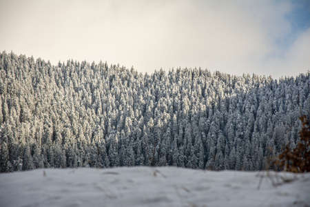 trees covered with hoarfrost on early winter morningの写真素材