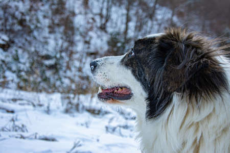 Portrait of  shepherd dog in winter