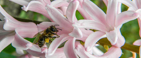 Plum flowers in the springの写真素材