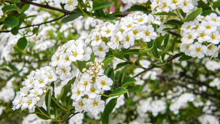 Plum flowers in the spring