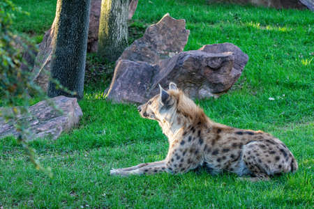 Hyena  detail portrait. Spotted hyena  Crocuta crocuta  angry animal near the water hole  beautiful evening sunset and cub.の写真素材