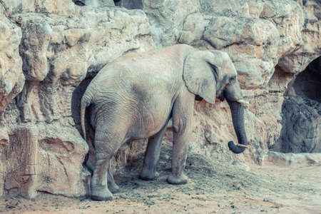 VALENCIA , SPAIN - DECEMBER 10, 2021: elephants in Valencia Biopark Spainのeditorial素材