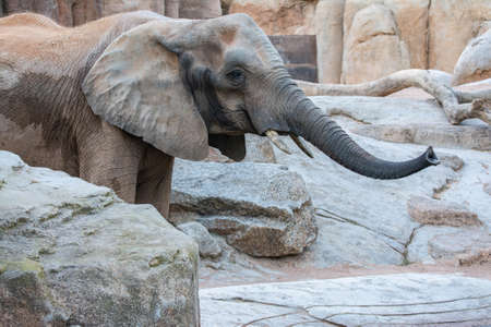 VALENCIA , SPAIN - DECEMBER 10, 2021: elephants in Valencia Biopark Spainのeditorial素材