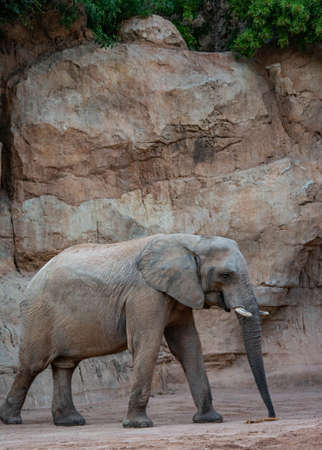 VALENCIA , SPAIN - DECEMBER 10, 2021: elephants in Valencia Biopark Spainのeditorial素材
