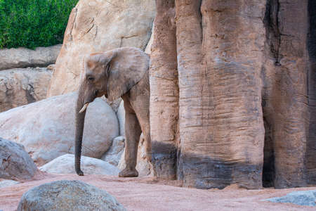VALENCIA , SPAIN - DECEMBER 10, 2021: elephants in Valencia Biopark Spainのeditorial素材