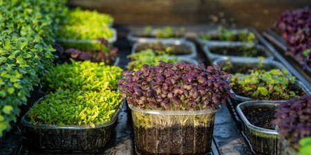 Tray with green seedlings in the greenhouse organic seedlings fresh and green vegetable seedlings...
