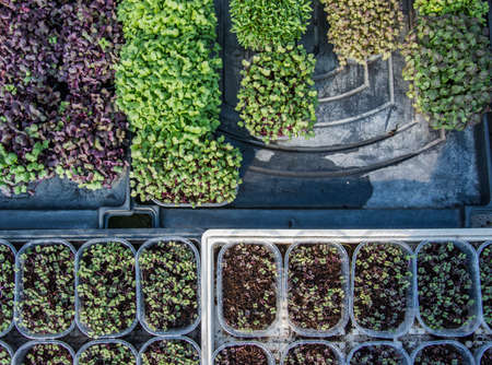 Tray with green seedlings in the greenhouse organic seedlings fresh and green vegetable seedlings growing in pots microplantsの写真素材