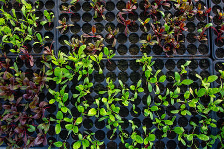 Tray with green seedlings in the greenhouse organic seedlings fresh and green vegetable seedlings...