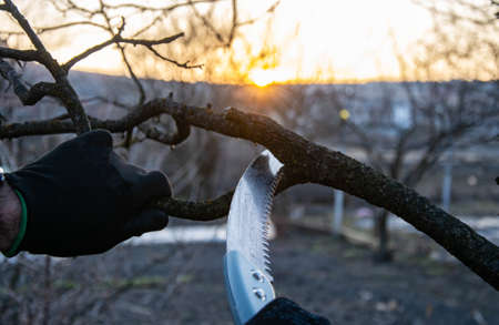 Gardening in spring  pruning fruit trees with a garden hacksaw.の写真素材