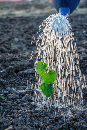 watering a freshly planted tree in springtime new life conceptの写真素材