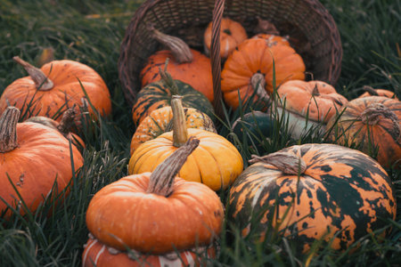Colorful pumpkins in a basket on the grass. Selective focus.の写真素材