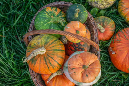 woman holding decoratives pumpkins outdoorの写真素材