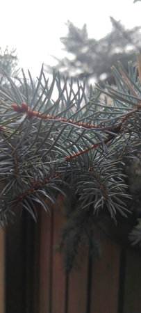 Fir tree branches with needles. Winter background. Close-up.