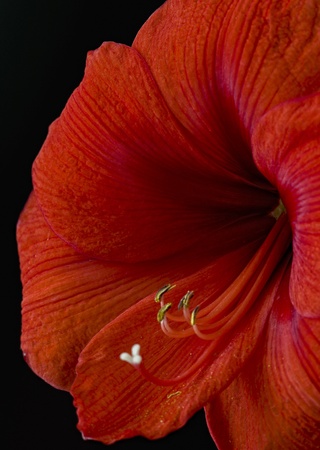 Amaryllisの写真素材