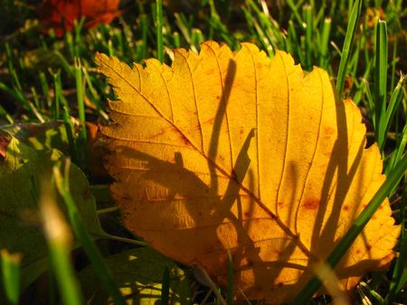 fallen leaf close-up