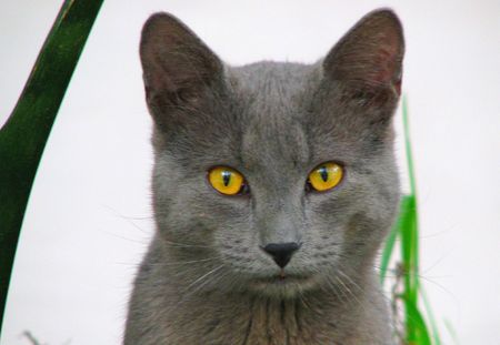 yellow eyed gray cat closeup の写真素材
